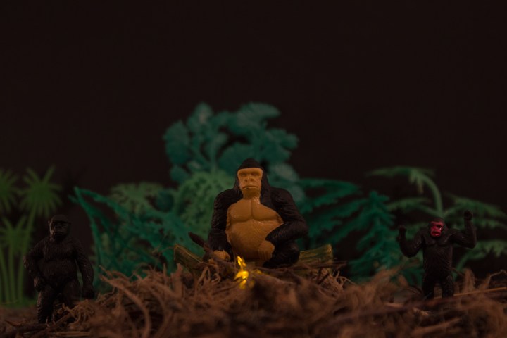 MONKEY MEETING